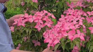 Cornus Scarlet Fire Flowering Dogwood  Stunning Disease Resistant Highly Colorful Small Tree [upl. by Ahtennek]