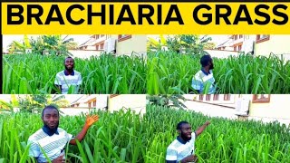 7 Weeks Updates After Transplant of Brachiaria Grass  Mulato Grass [upl. by Eckblad662]