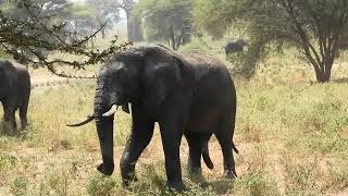 Loxodonta africana  Elefante de sabana africano  African bush elephant [upl. by Ogden362]