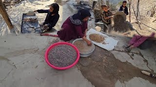 Nomadic Life Collecting Sheep Manure Mountain Pistachios and Firewood for a Traditional Feast 🐑🍲 [upl. by Hindu]