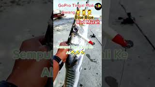 Patah 3 La Mat😅🤣😆 foryou fyp shorts fishing casting barracuda funny kelakar orangsedili [upl. by Nrubloc]