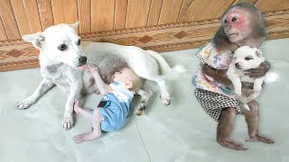 Super cute Baby monkey Su MiMi and mother dog  full version [upl. by Mosira]