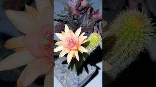 Cactus bloom  night blooming cactus  night bloomers  Hildewintera hybrid [upl. by Sotos]