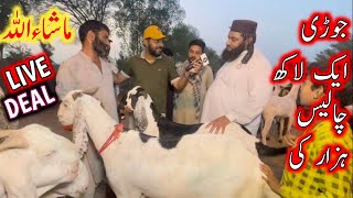 Live Deal  bakra mandi 2024  cow mandi 2024  भारतीय बकरा मंडी 2024  bakra mandi 2024 [upl. by Mendelsohn506]