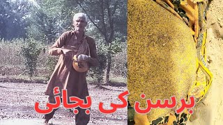 green grass barsan bejai sabaz chary ki kasht برسن کی بجائی [upl. by Eerak299]