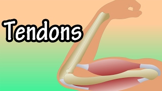 Tendons  What Are Tendons  Functions Of Tendons  Tendonitis [upl. by Dorena]