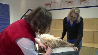 Erste Hilfe Hund 6 Wiederbelebung  Herzmassage [upl. by Rothschild289]