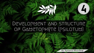 Development and Structure of Gametophyte Psilotum [upl. by Dinnie]