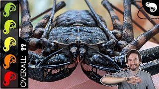 Tailless Whip Scorpion The Best Pet Invertebrate [upl. by Fransis]