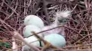 Great Blue Heron Baby [upl. by Tertia843]