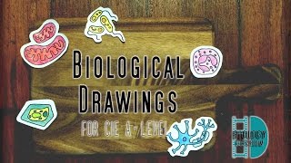 ALevel Biology  Perfect Biological Drawings in Paper 3 [upl. by Lehmann353]