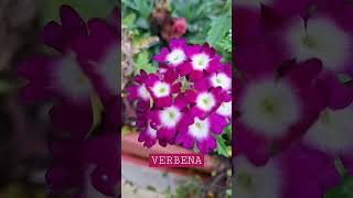 Verbena flower [upl. by Ahsirat]