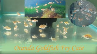 How To Raise Goldfish Babies  Oranda Goldfish Fry Care  Best Food For Goldfish Fry Growth [upl. by Niven254]