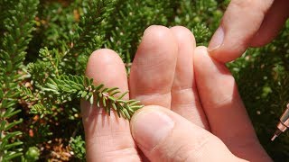 crowberry  Empetrum nigrum Identification and characteristics [upl. by Aniratak]