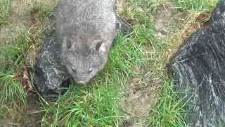 Pairi Daiza Wombats [upl. by Basil479]