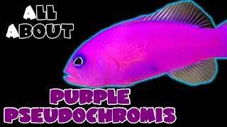 All About The Purple Pseudochromis or Purple Dottyback [upl. by Nolyk875]