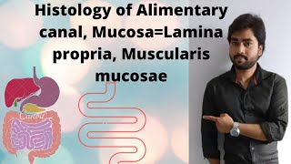 Histology of Alimentary canal  Mucosa Lamina propria and Muscularis mucosae By Abhishek sir [upl. by Lee]