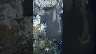 Unwind with the breathtaking beauty of deepsea hydrothermal vents 🔥⁠ mbari deepsea fypage fyp [upl. by Cirded547]