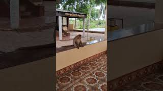 Nama yaru vambukkum porathu illa vadivelu animalsong monkey [upl. by Felipa742]