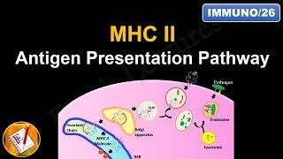 Exogenous Pathway of Antigen Presentation [upl. by Ives296]