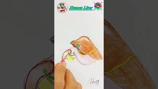 How to draw Human liver easyytshorts drawing liver health [upl. by Patric]