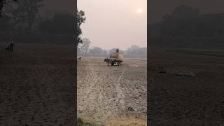 farming agriculture indianfarmer villagelife nature shorts [upl. by Mateusz]