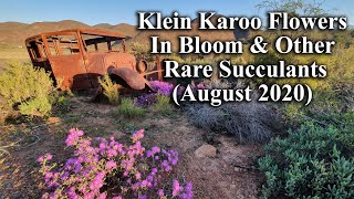 Rare Klein Karoo Flowers  The Flowering Desert Of South Africa During August 2020 Season [upl. by Papke139]