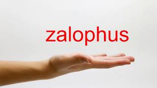 How to Pronounce zalophus  American English [upl. by Cathrine]