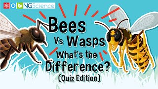 Bees Vs Wasps – Whats the Difference Quiz Edition [upl. by Miki]