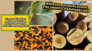 ACACIA MANGIUM  Como Plantar e Fazer Mudas  ALIMENTA ABELHAS e produz MADEIRA DE QUALIDADE [upl. by Aiclef871]