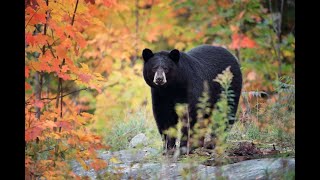 Black Bears in Autumn [upl. by Luanni]