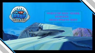 Shark Week Part 7 Whitetip reef shark remodel  Helicoprion buff  The Reef [upl. by Anilek97]