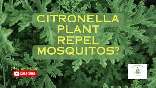 Citronella Plant Mosquito Repellent [upl. by Aguste]