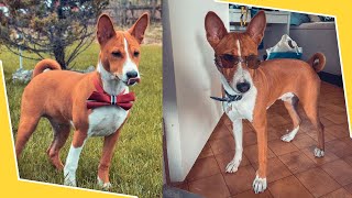 Basenji Training Guide Watch This Before Getting One [upl. by Sandra]