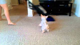 Silky Terrier barks at Vacuum [upl. by Orrocos]