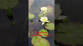 Nymphaea candida lotusWhite water lily [upl. by Kassandra]