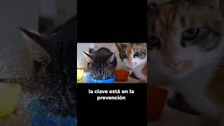 ¿Problemas digestivos en tu gato [upl. by Navap]