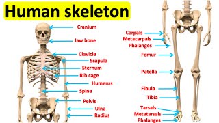 The skeletal system 🦴  Bones of the human body [upl. by Lura8]