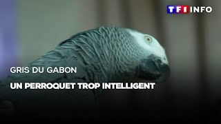 Gris du Gabon  un perroquet trop intelligent [upl. by Siocnarf774]