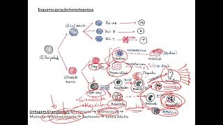 HEMATOPOIESE  MUITO FÁCIL [upl. by Hilaria]