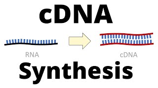 cDNA Synthesis Protocol by Reverse Transcription [upl. by Broddy43]