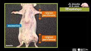 La dissection de la sourismorphologie 1 sur 7 [upl. by Tesler279]