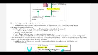 Antidiuretic hormone ADH by labpedianet Prof Riaz A Bhutta Urdu Hindi [upl. by Mehala]