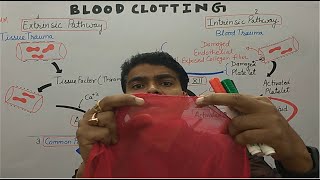 Blood Clotting in Hindi  Blood Clotting Cascade  Blood coagulation  Blood clotting formation [upl. by Florenza]