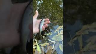 creek chub release Smallest fish ever [upl. by Audun]