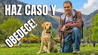 Cómo EMPEZAR a entrenar a mi PerroCachorro  Adiestramiento Canino [upl. by Old]