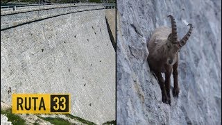 Las Cabras Monteses Escaladoras de Presa  Italia [upl. by Embry813]