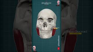 Masseter muscle 3D [upl. by Obrien]