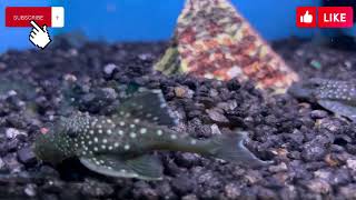 Blue Phantom Pleco L128 [upl. by Eninahpets]