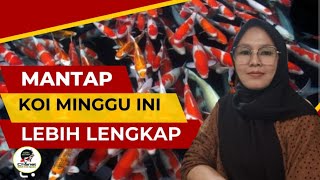 MENERJANG HUJAN DEMI BERBURU KOI DI PASAR IKAN PURWONEGORO [upl. by Aztiray]